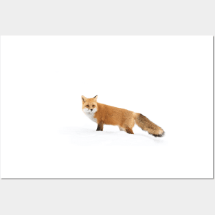 Red fox in snow - Algonquin Park Posters and Art